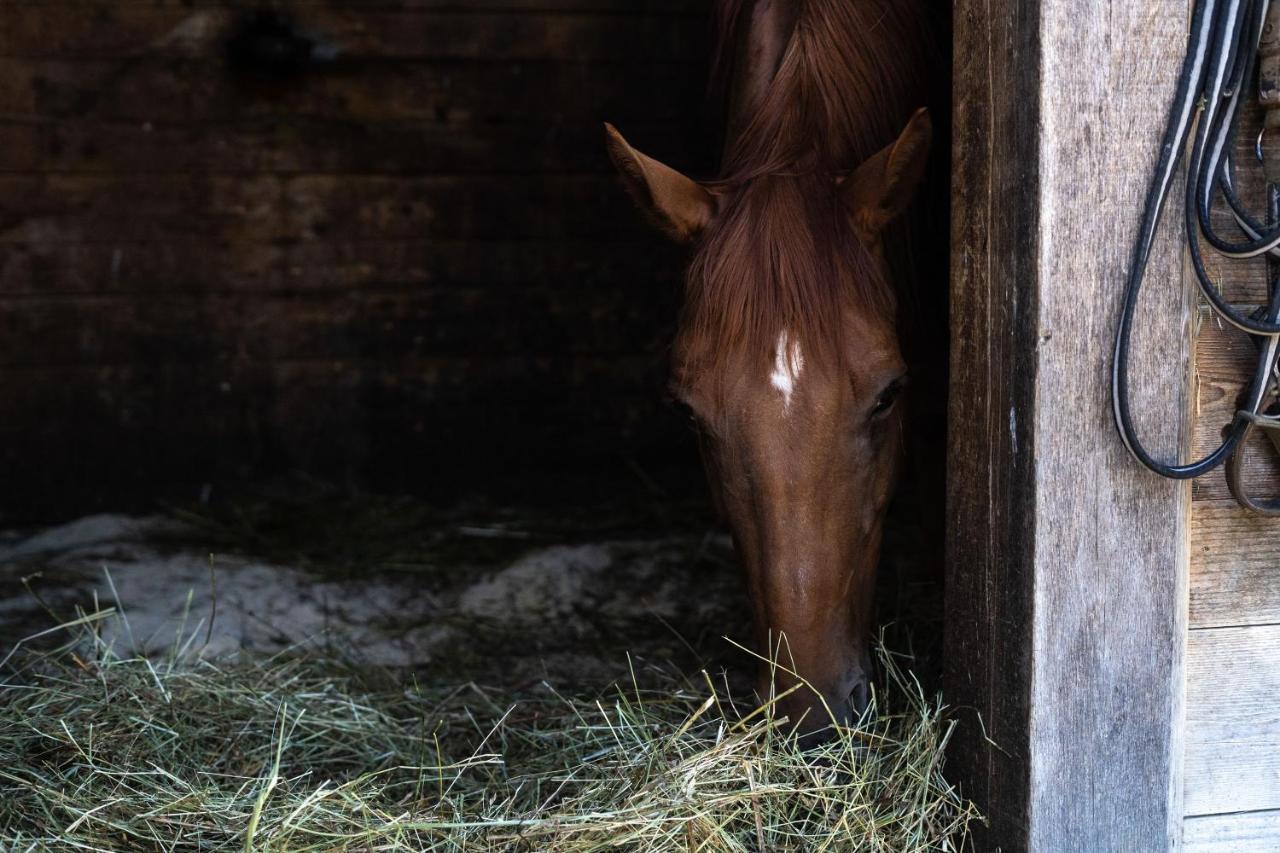 Horse Farm Holiday Pr' Kolenc Zgornje Gorje Kültér fotó