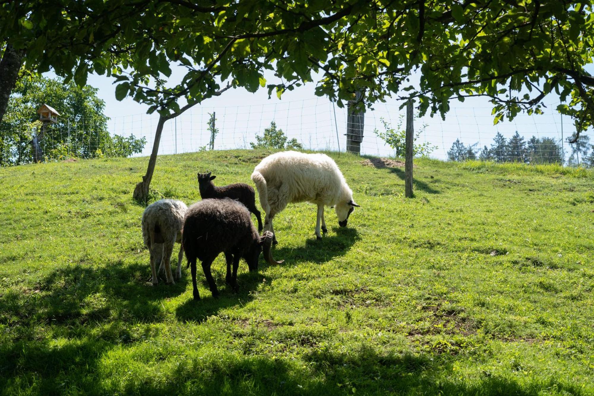 Horse Farm Holiday Pr' Kolenc Zgornje Gorje Kültér fotó
